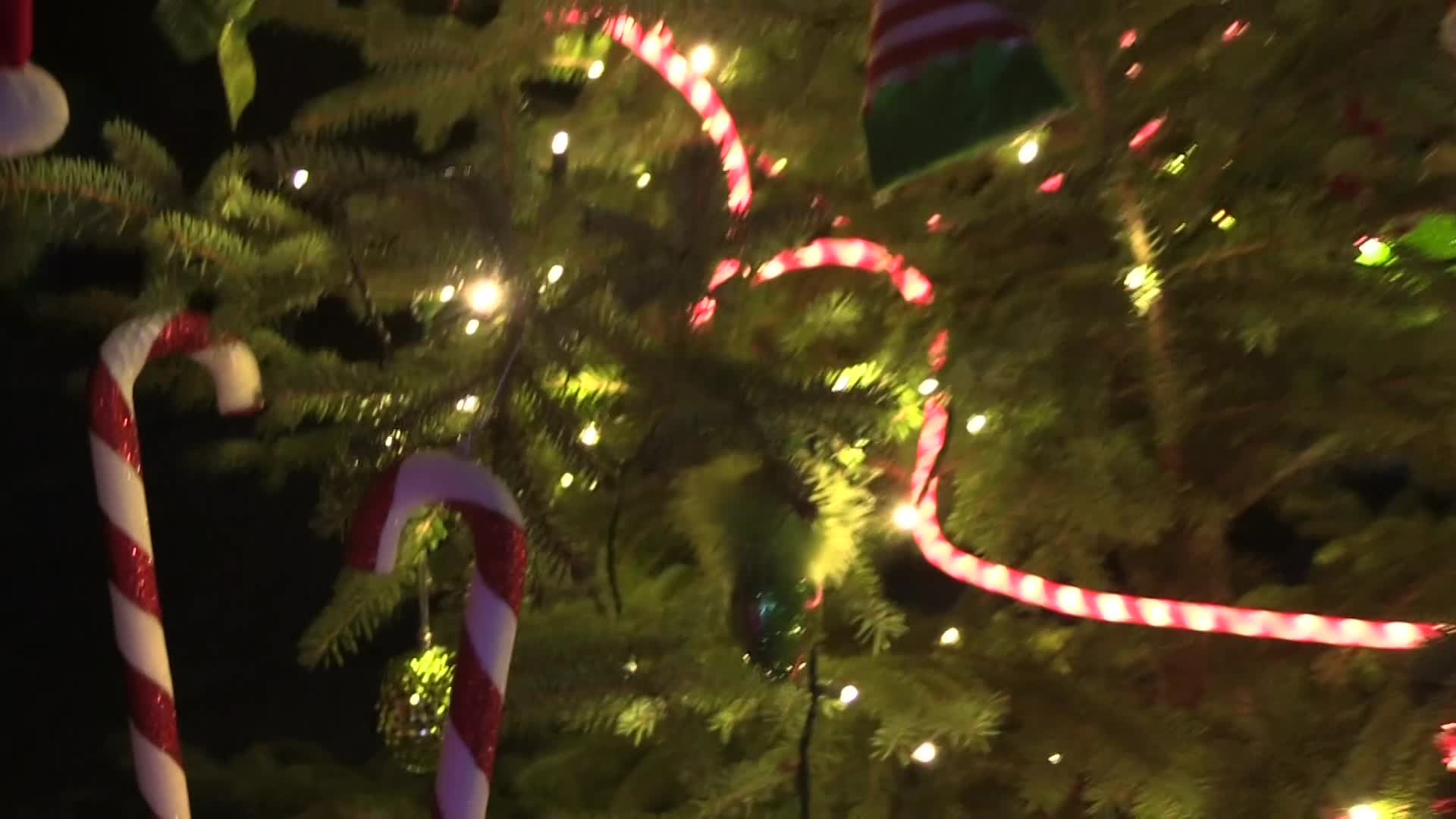 Thumbnail image for Holiday Tree Stroll - Stevens Coolidge Place